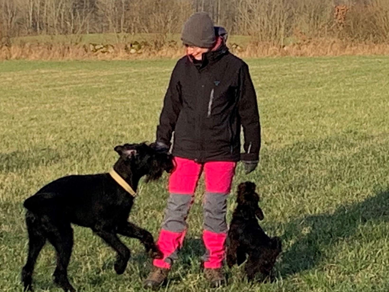 Sara med hundar 2